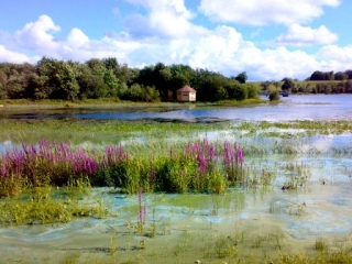 Killyfole Lough Bird Hide